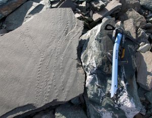 A slab of rock with fossilized track marks lies beside an ice axe and strap, all resting on a rocky surface outdoors—evoking the spirit of Antarctic Logistics and Expeditions in the wilds of Antarctica.