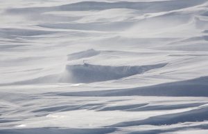 Windswept snow forms smooth, undulating drifts and ridges across a flat, open Antarctic landscape under soft natural light—a scene often witnessed by Antarctic Logistics and Expeditions teams en route to the South Pole.