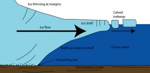 Diagram showing a glacier in Antarctica flowing toward the ocean, forming an ice shelf near the South Pole. Parts labeled include ice thinning at margins, grounding line, melting under ice shelf, calved icebergs, ocean water, and glaciomarine muds.