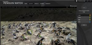 Screenshot of the Penguin Watch website showing a photo of penguins in an Antarctica colony, with chicks and eggs marked by colored circles and checkmarks—crucial for Antarctic Logistics and Expeditions research.