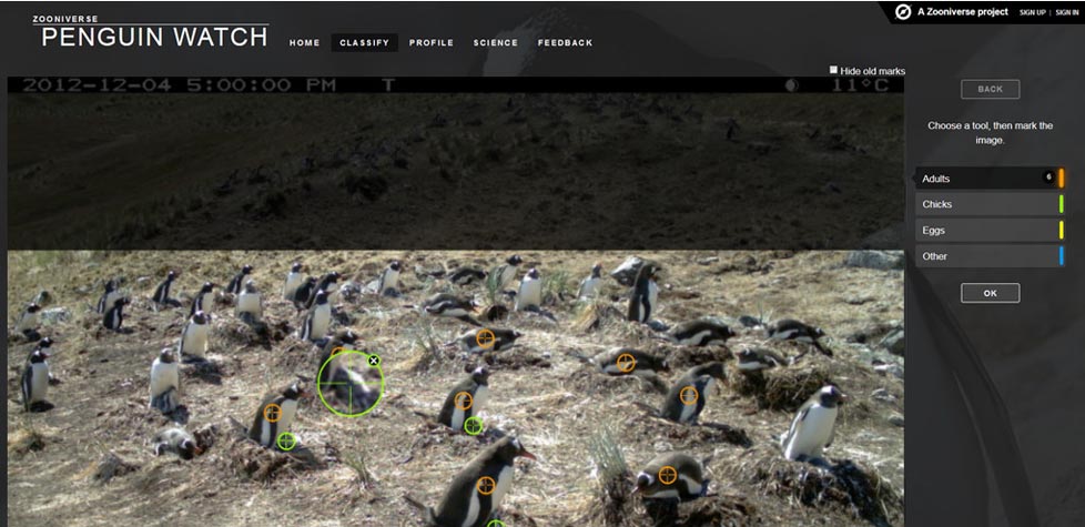 Screenshot of the Penguin Watch website showing a photo of penguins in an Antarctica colony, with chicks and eggs marked by colored circles and checkmarks—crucial for Antarctic Logistics and Expeditions research.