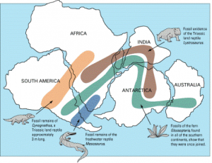 Fossils of Gondwanaland