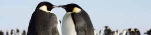 Two emperor penguins stand face to face, gently touching beaks. In the blurred background, a colony gathers under the pale sky—a heartwarming scene from Antarctica, where Antarctic Logistics and Expeditions make such moments possible.