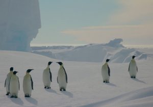 Seven emperor penguins stand in small groups on a snow-covered landscape with icebergs and soft, pastel-colored sky in the background.