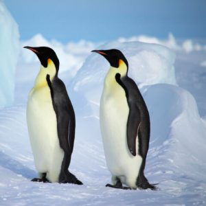 Two emperor penguins stand side by side on snowy ground with ice formations in the background under a clear sky.