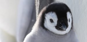 A close-up of a fluffy emperor penguin chick with a black and white face and soft gray feathers, standing against a light background.