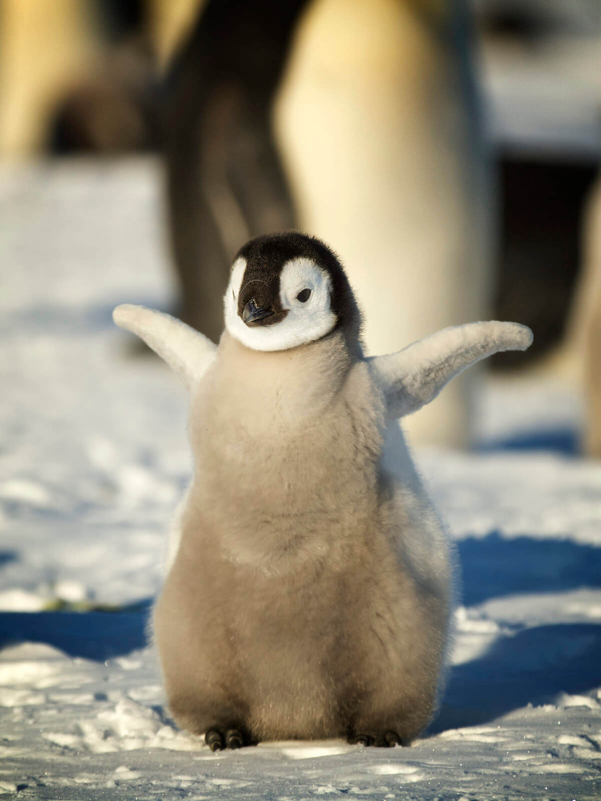 Emperor penguin chick - Antarctic Logistics & Expeditions