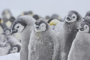A group of fluffy emperor penguin chicks covered in snow huddle closely together in the harsh cold of Antarctica. The background reveals more chicks, creating a dense, wintry scene typical of Antarctic Logistics and Expeditions.