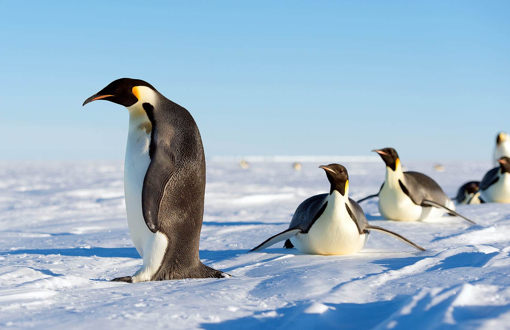 Antarctic Penguins Antarctic Penguins