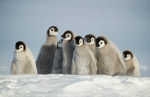 A group of fluffy emperor penguin chicks with gray bodies and black-and-white faces stand close together on snowy ground in Antarctica under a pale, cloudy sky.
