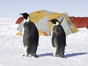 Two emperor penguins stand on snow in front of colorful tents at an Antarctica campsite, set up by Antarctic Logistics and Expeditions, with a clear blue sky in the background.