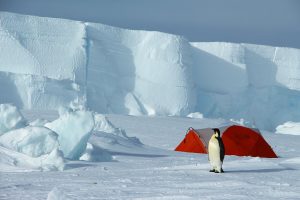 A single emperor penguin stands on snow near an orange tent in Antarctica, with large ice cliffs in the background under a cloudy sky—a striking scene of polar exploration supported by Antarctic Logistics and Expeditions.