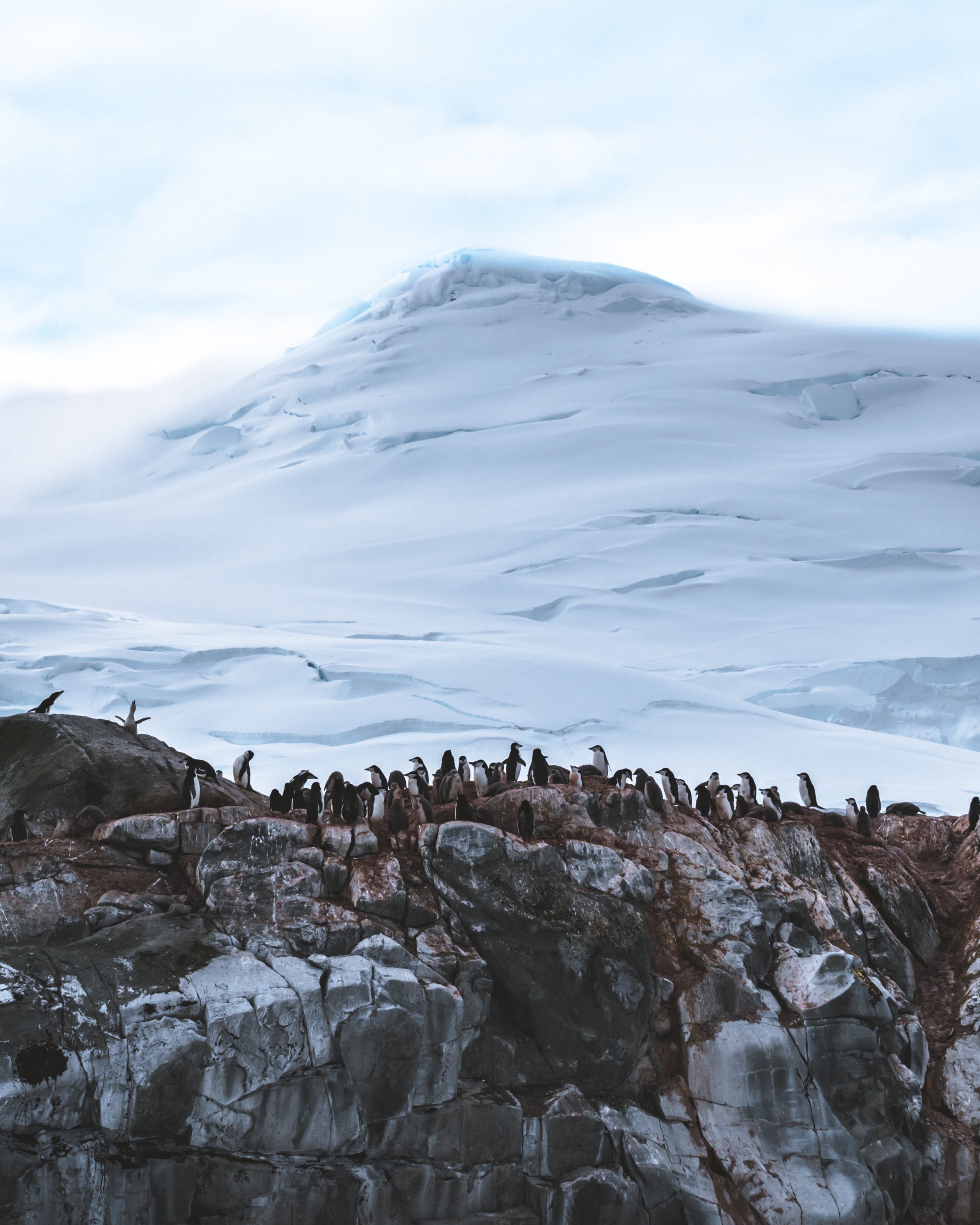 Non-native Species: A Threat to Antarctica