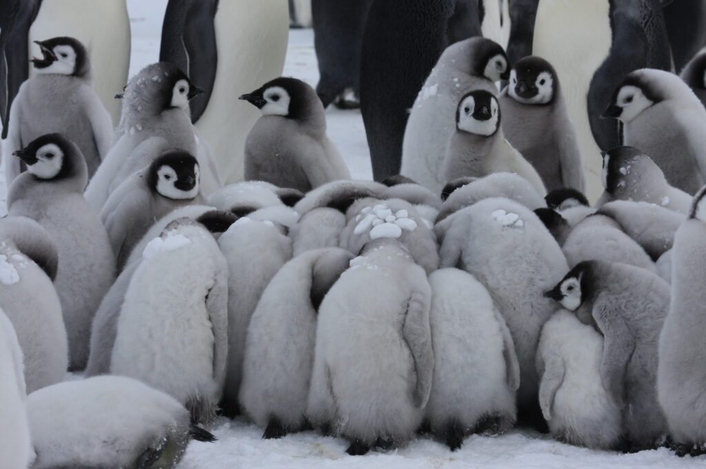 A group of fluffy penguin chicks huddle closely on snow in Antarctica, with several adult penguins standing behind them. The chicks have gray bodies and white faces with dark markings, creating a classic South Pole scene.