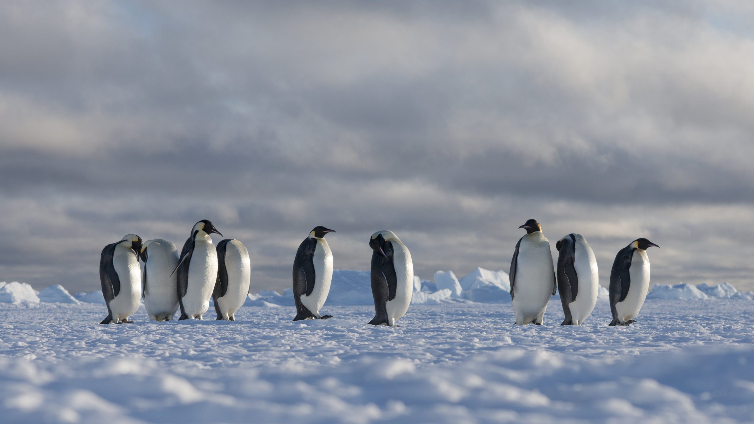 5 Tips When Planning Your Antarctica Emperor Penguin Tour