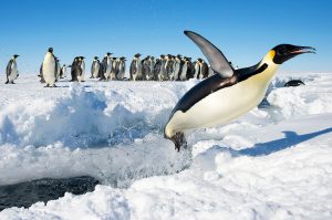 A group of emperor penguins stands on snowy ice in Antarctica while one penguin leaps out of the water in the foreground on a bright, clear day.