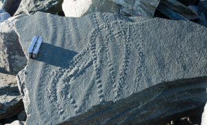 A large flat rock with multiple parallel rows of small, shallow holes carved into its surface. A multitool is placed on the rock for scale, with other rocks visible in the background near an Antarctic Logistics and Expeditions site.